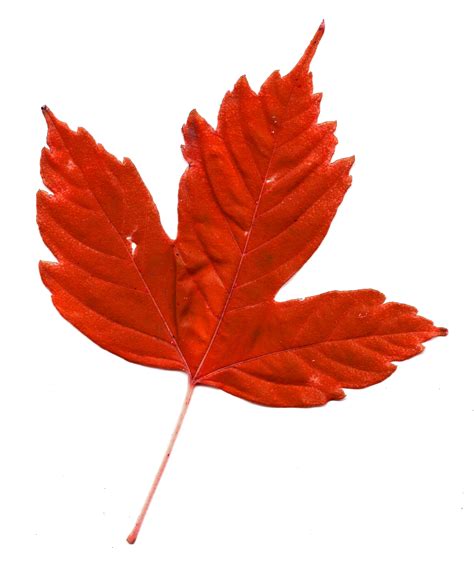 maple leaf images free|maple leaf jpg.